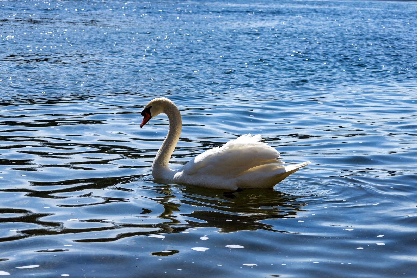 حسابدار ایرانی در سوانزی — Swansea 3